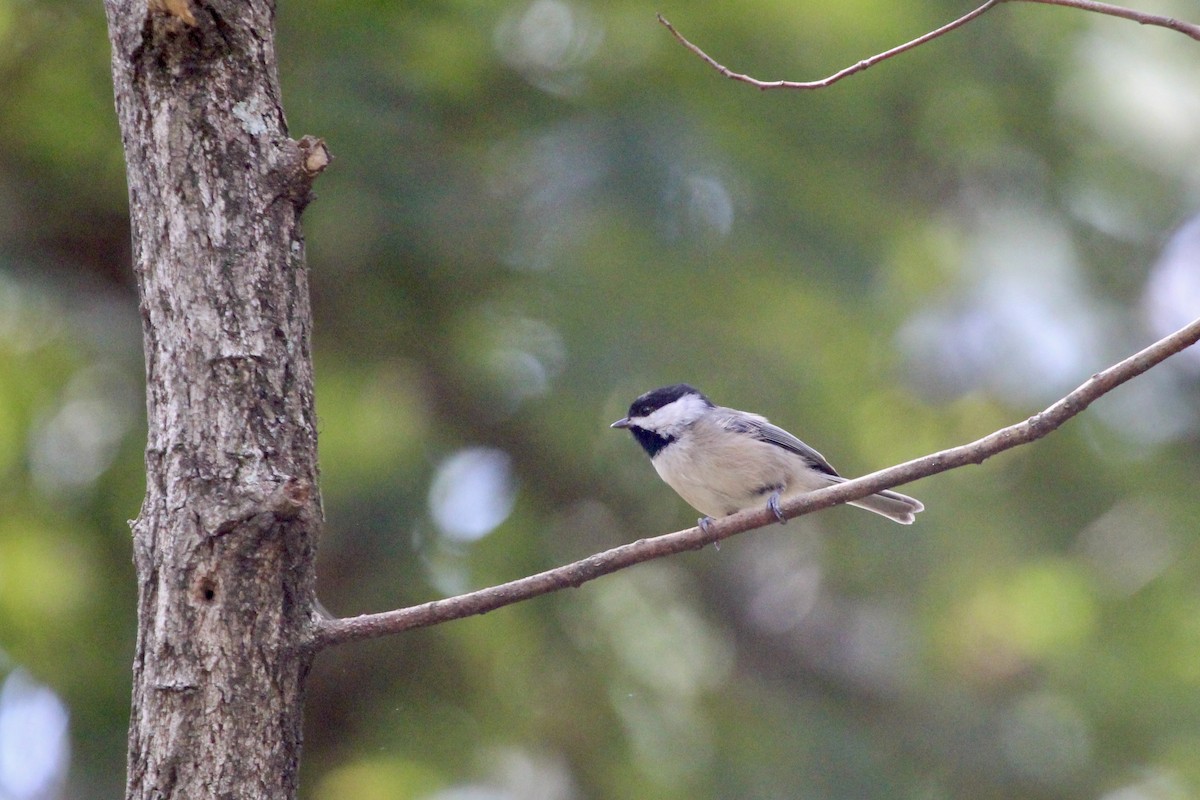 Carolina Chickadee - ML624098434