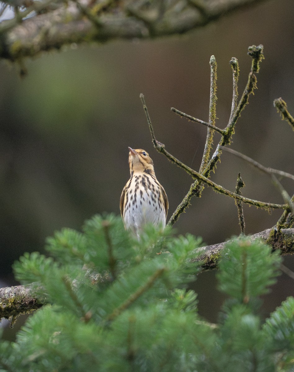 Olive-backed Pipit - ML624098441