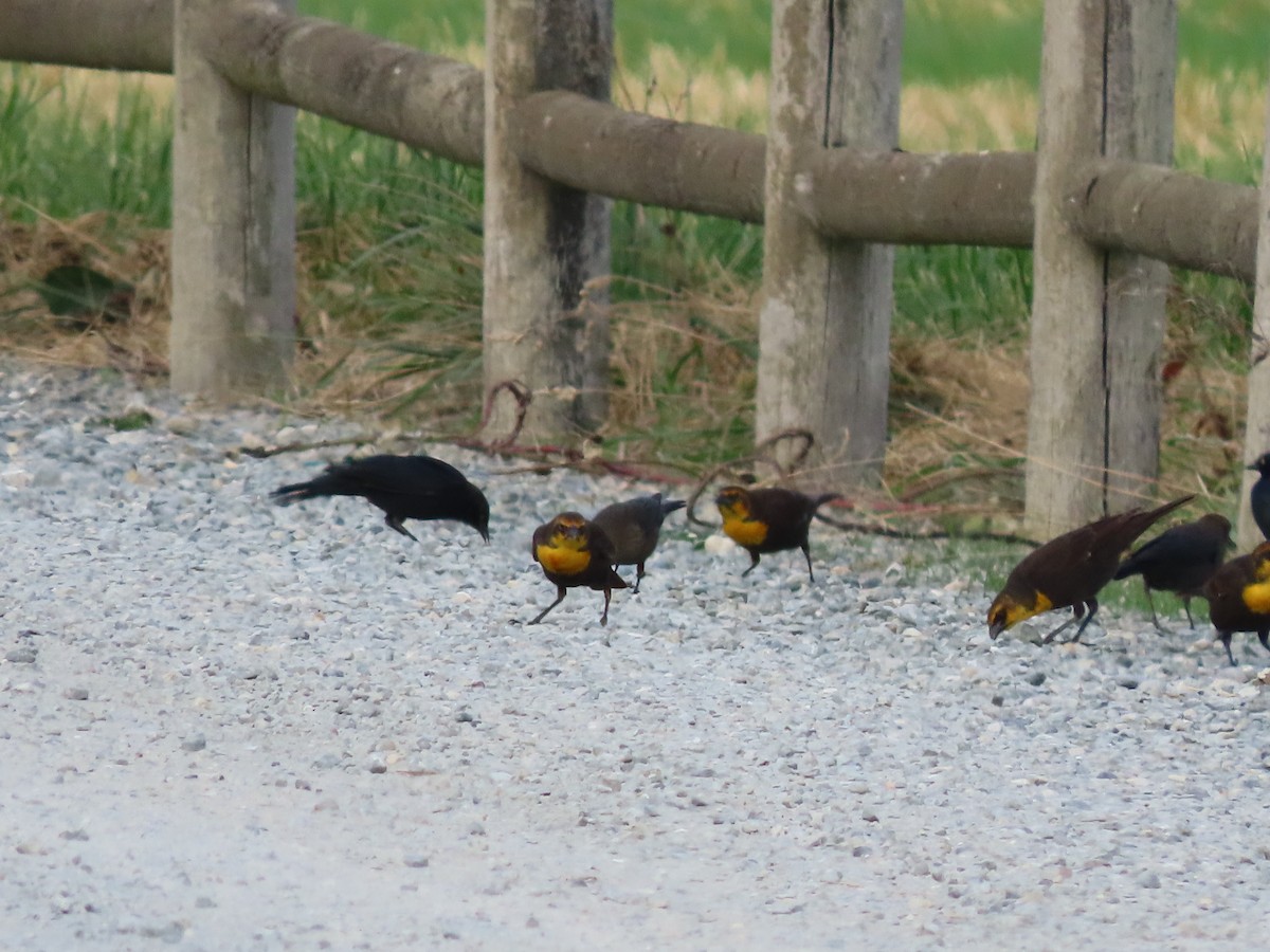 Yellow-headed Blackbird - ML624098446