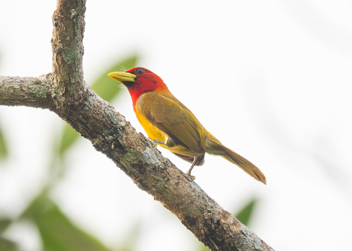 Scarlet-hooded Barbet - ML624098462