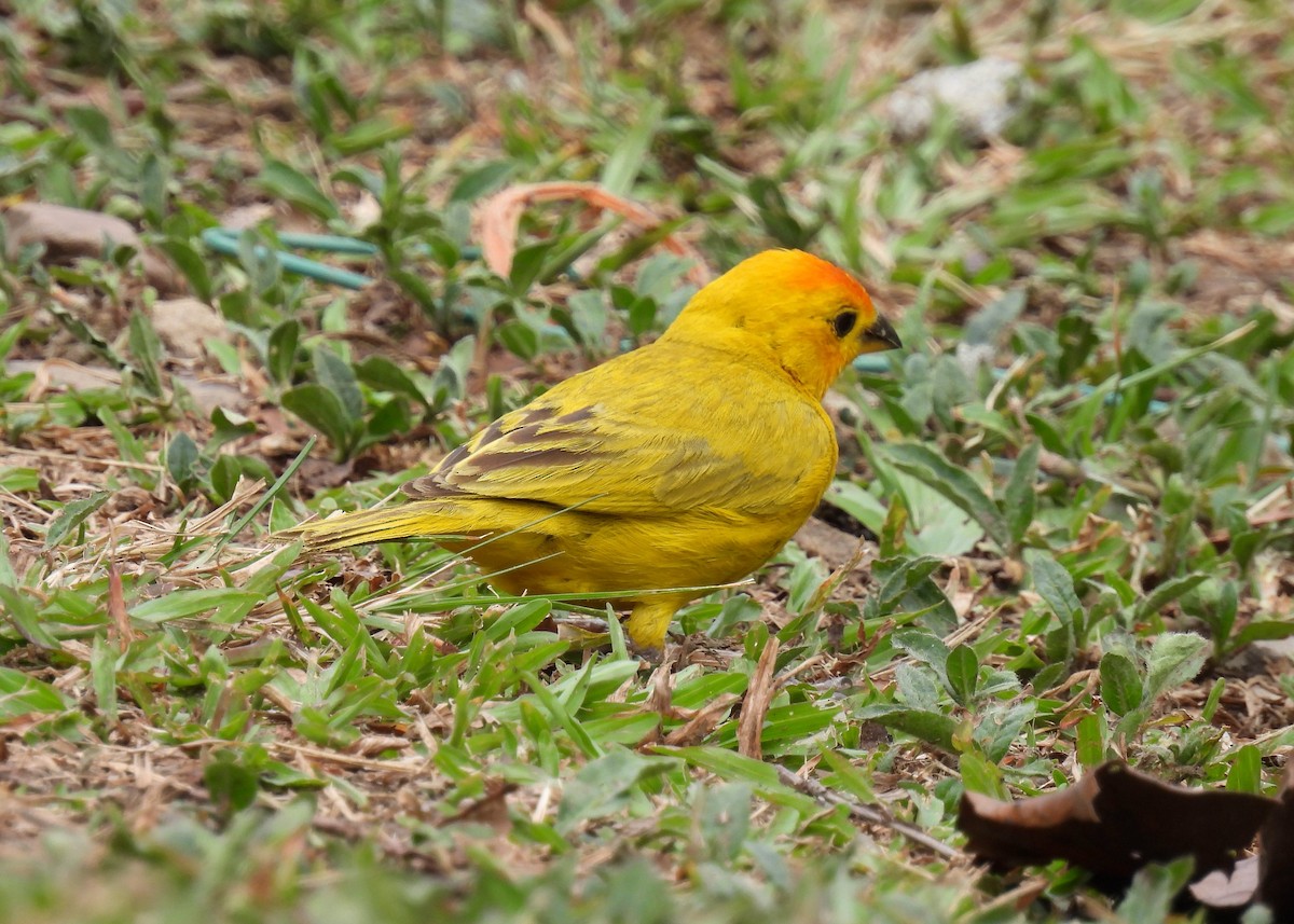 Saffron Finch - ML624098499