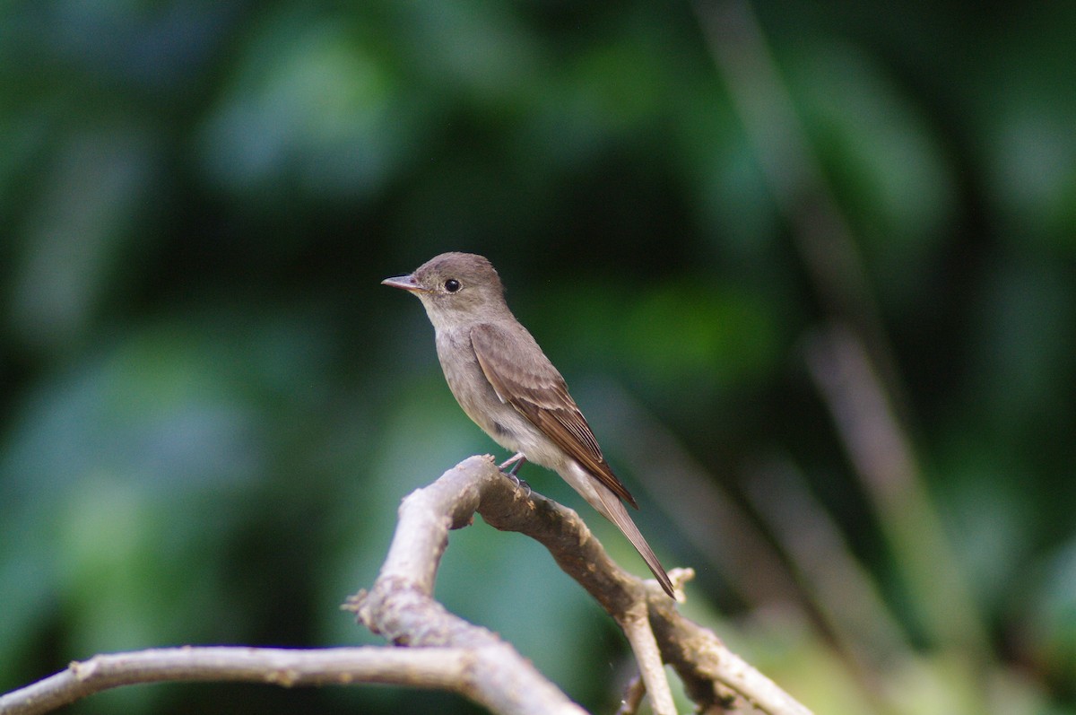 Eastern Wood-Pewee - ML624098500