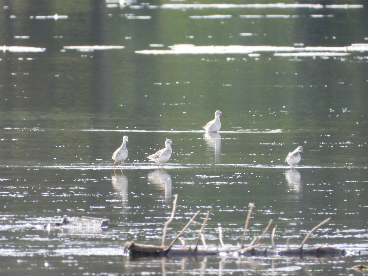 Lesser Yellowlegs - ML624098502