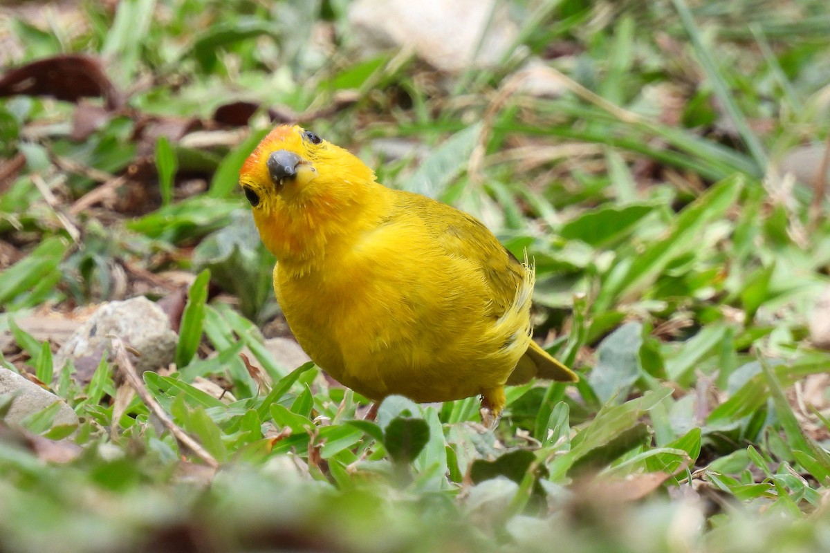 Saffron Finch - ML624098507