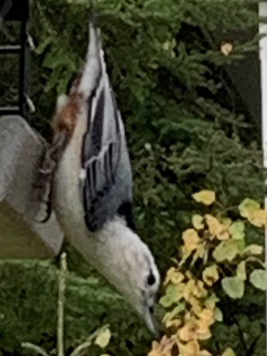 White-breasted Nuthatch - ML624098540