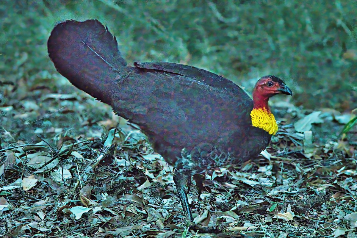 Australian Brushturkey - ML624098650