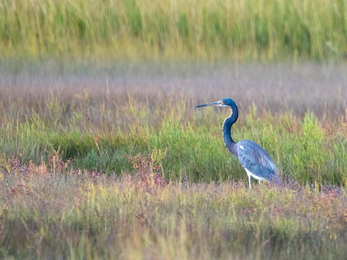 Tricolored Heron - ML624098676