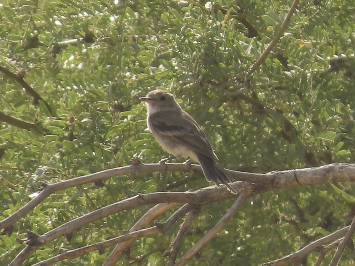 Gray Flycatcher - ML624098677