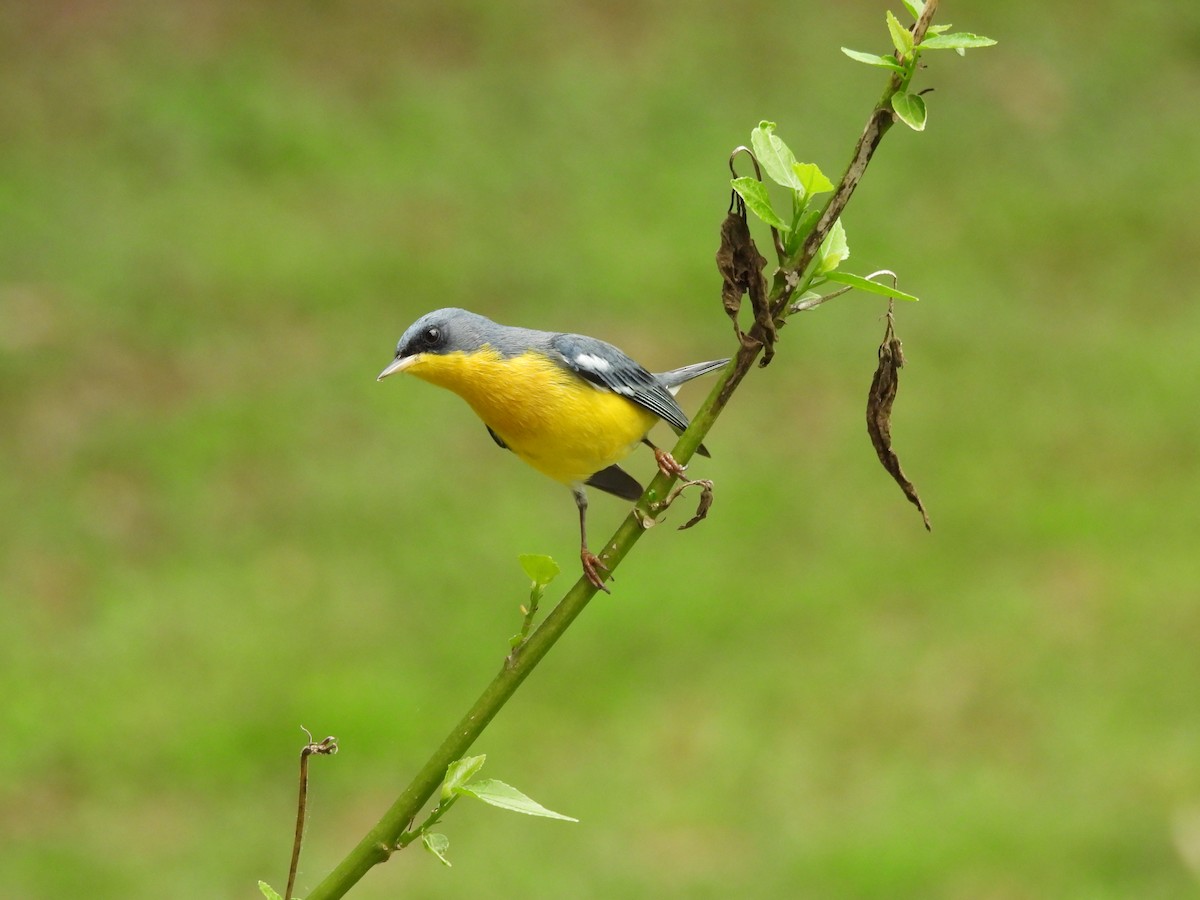 Tropical Parula - ML624098682