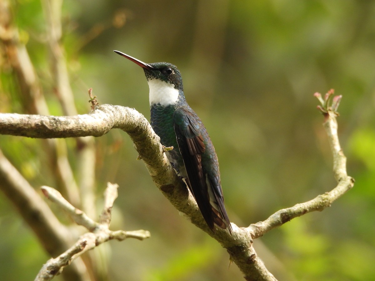 White-throated Hummingbird - ML624098719