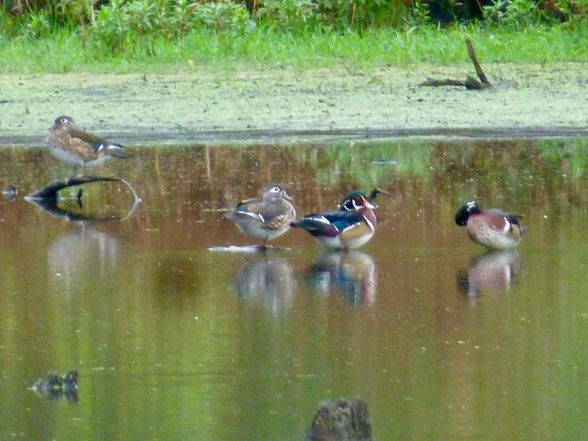 Wood Duck - ML624098734