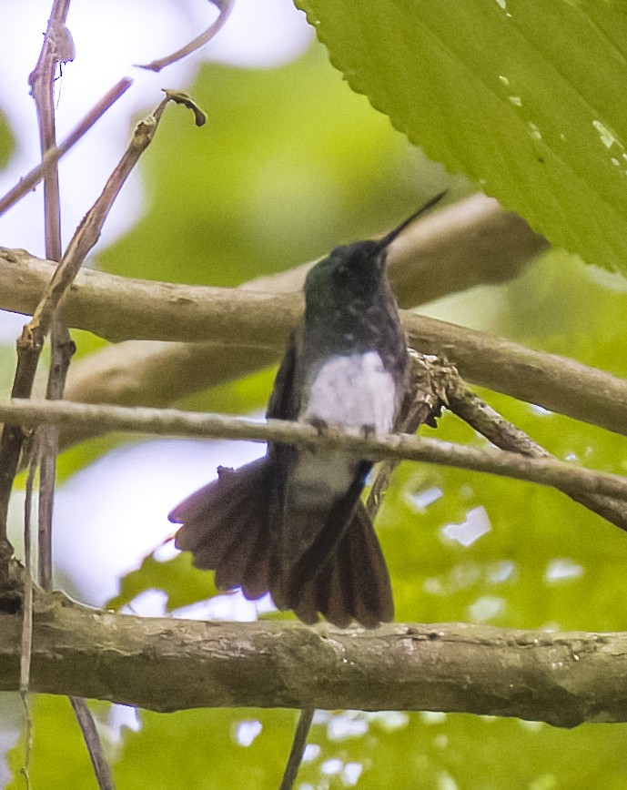 Snowy-bellied Hummingbird - David Hoar