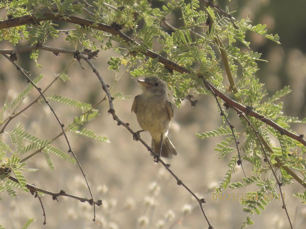 Gray Flycatcher - Steven Lima