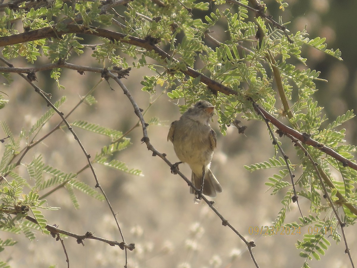 Gray Flycatcher - ML624098769