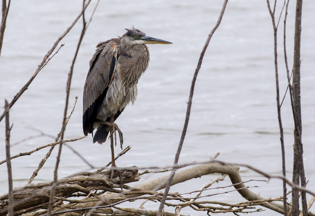 Great Blue Heron - Debbie Parker