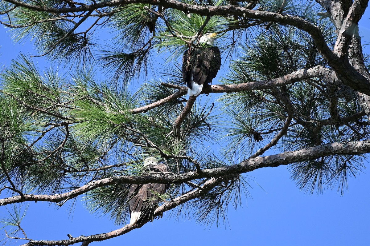 Bald Eagle - ML624098793