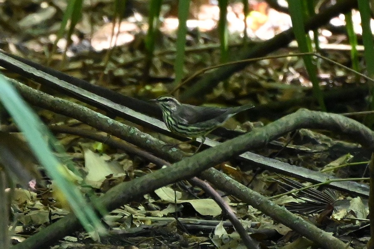 Northern Waterthrush - ML624098798