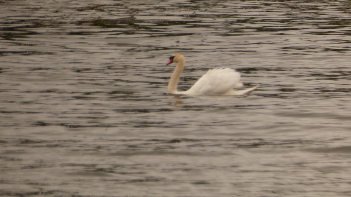 Mute Swan - ML624098811