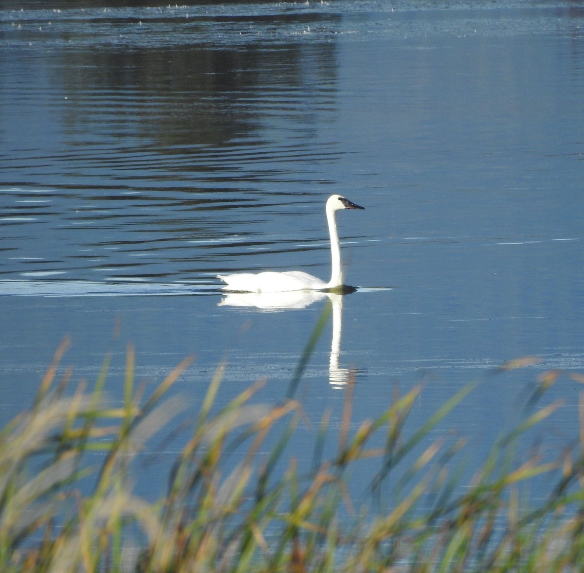 Cygne trompette - ML624098843