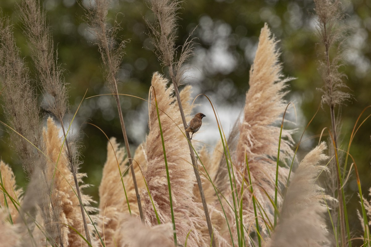 Scaly-breasted Munia - B. Duffin