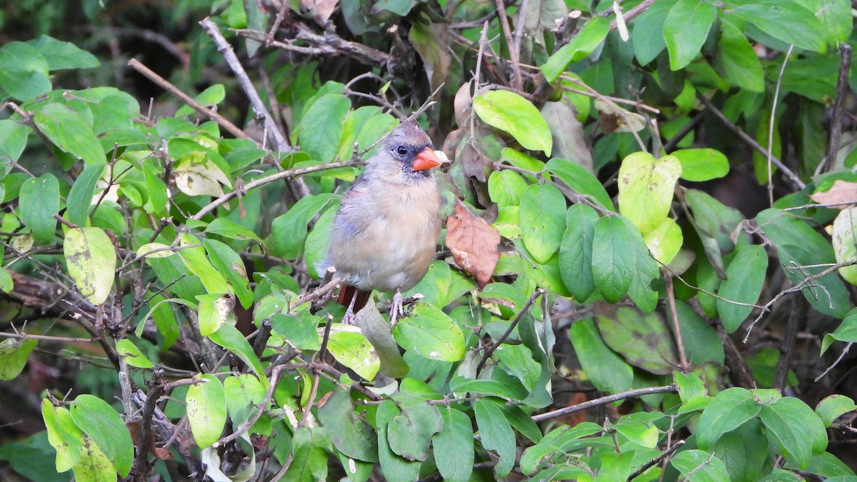 ショウジョウコウカンチョウ - ML624098858