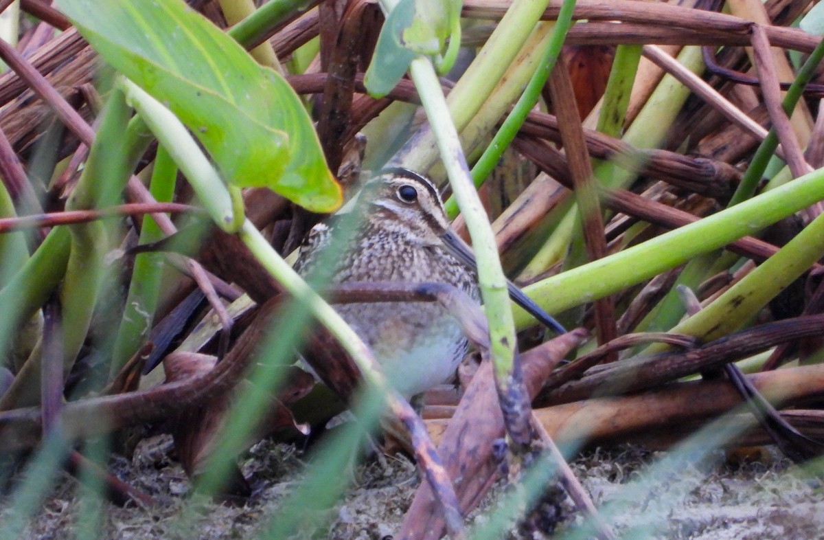 Wilson's Snipe - ML624098860