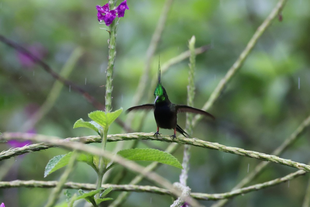 Wire-crested Thorntail - ML624098866