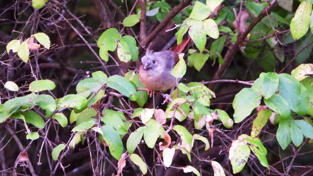 ショウジョウコウカンチョウ - ML624098868