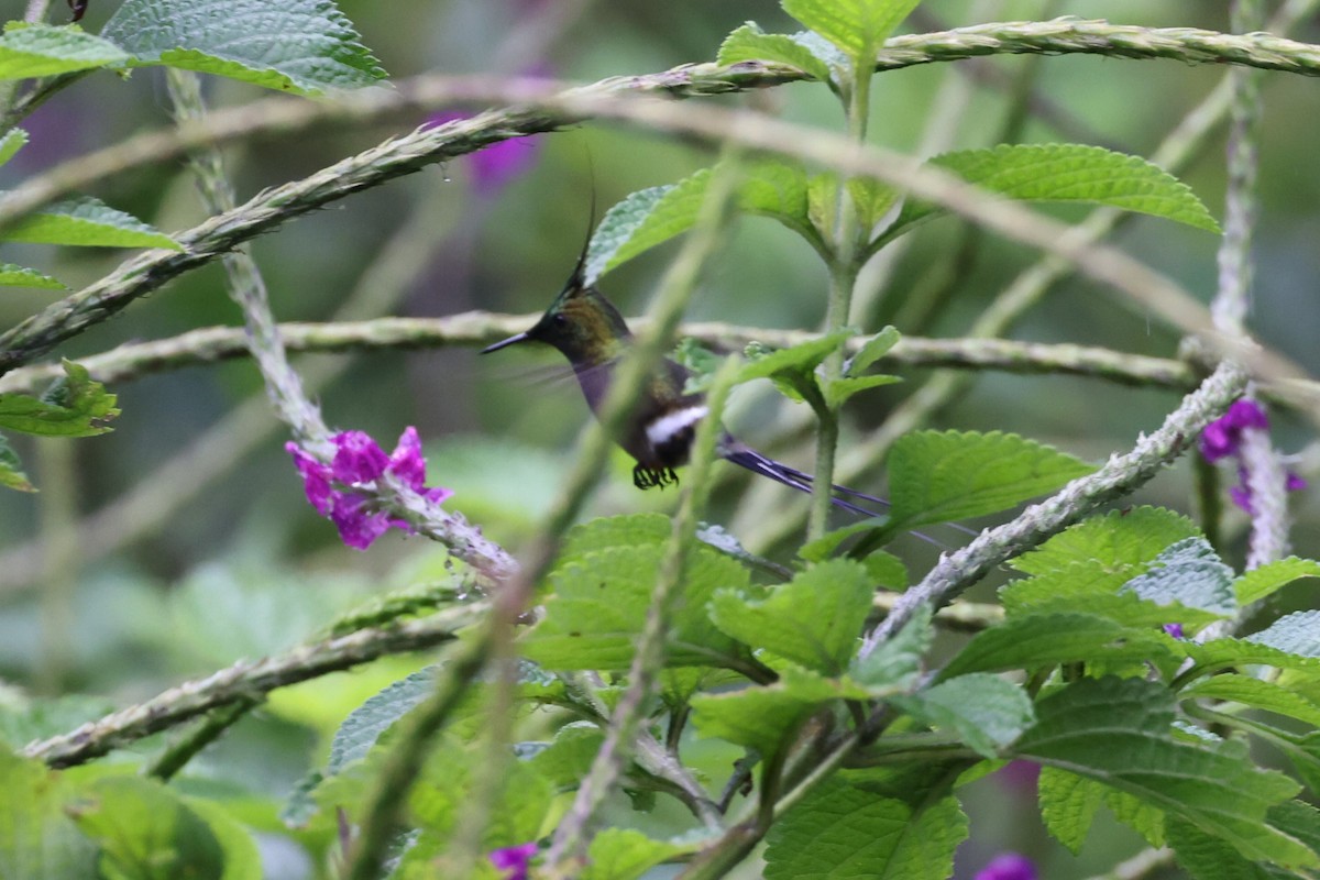 Wire-crested Thorntail - ML624098871