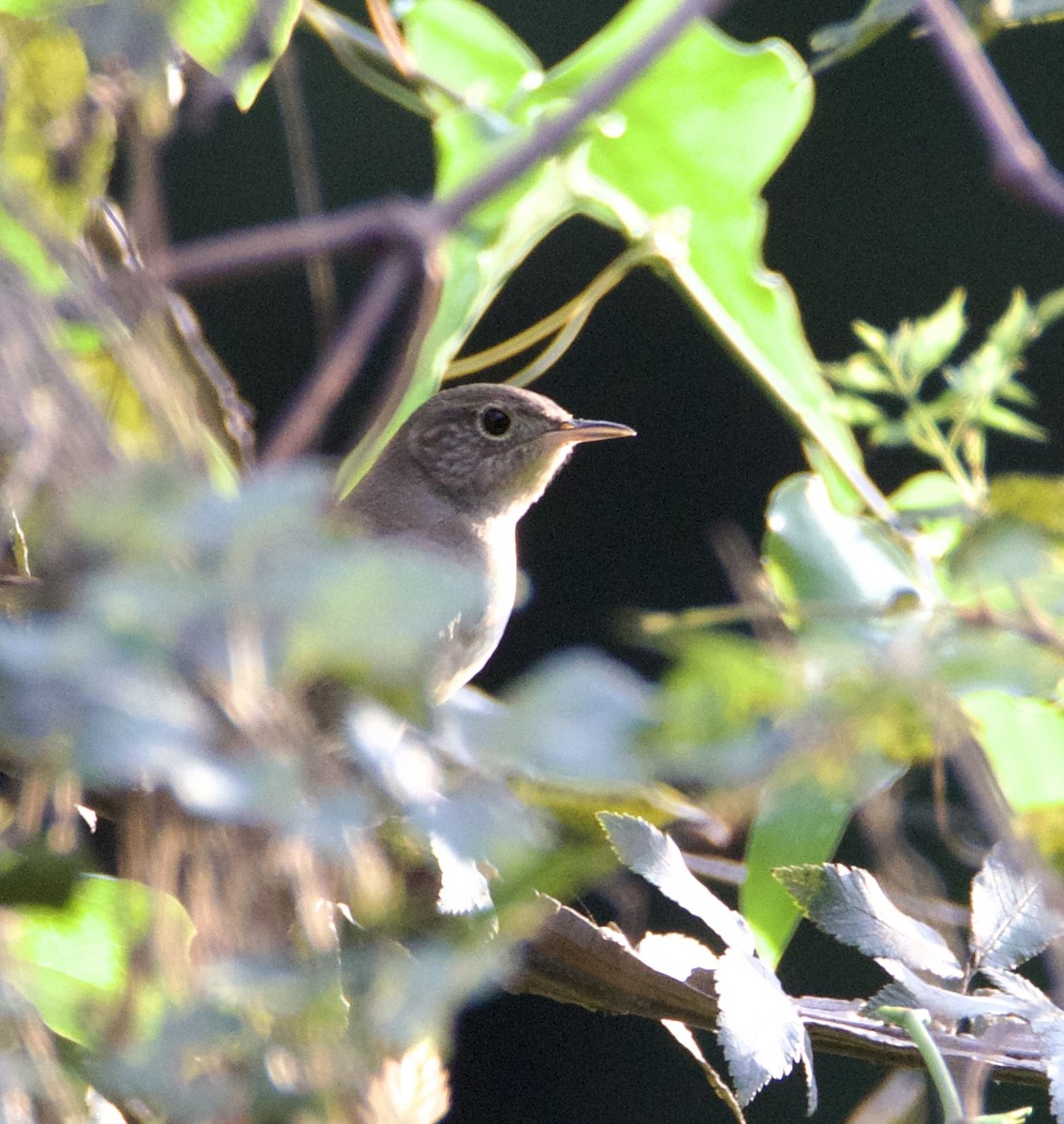 House Wren - ML624098896