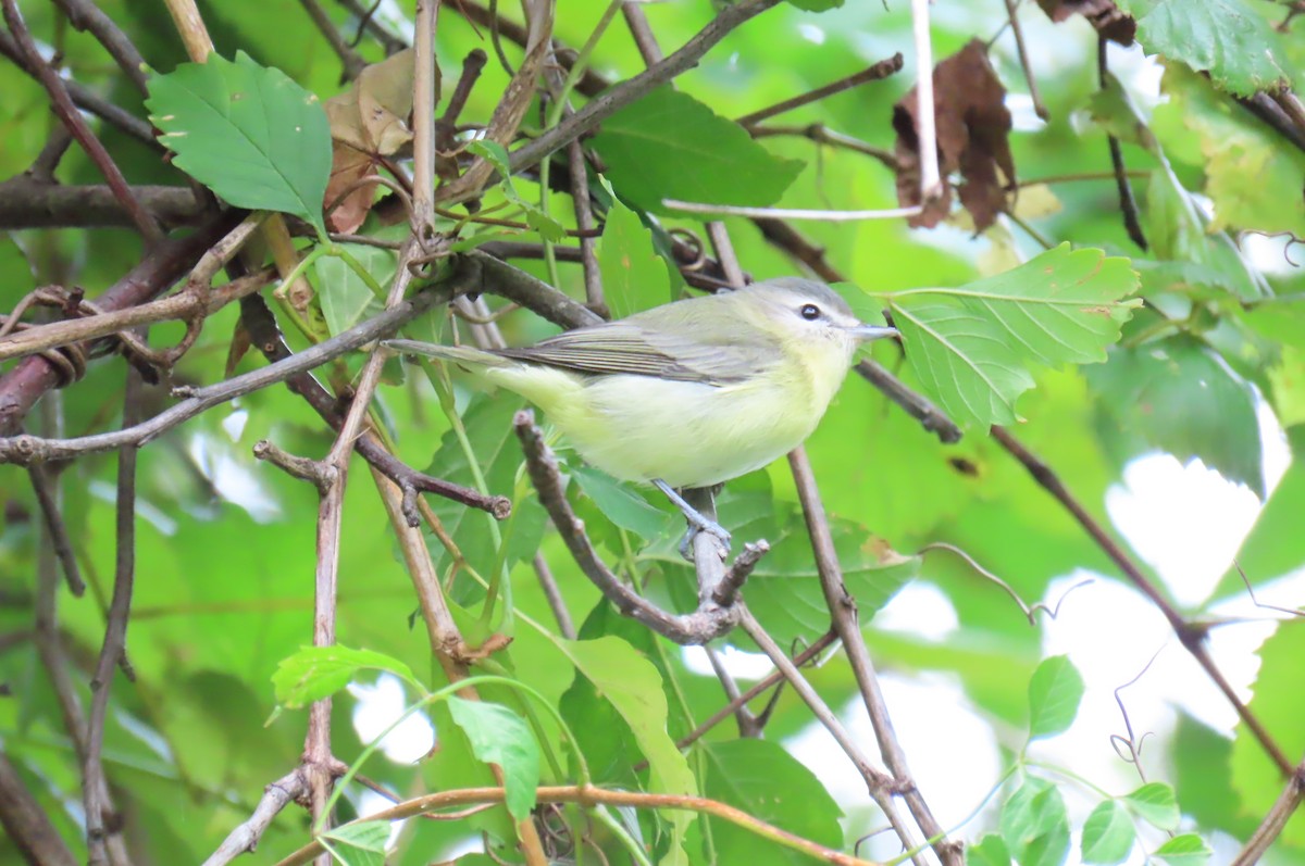 Tennessee Warbler - ML624098906