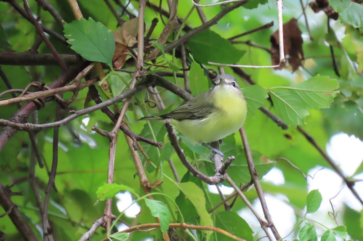 Tennessee Warbler - ML624098907