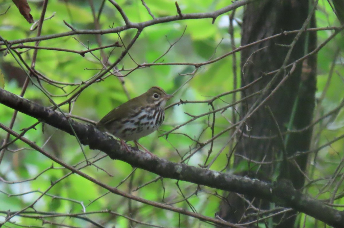 カマドムシクイ - ML624098947