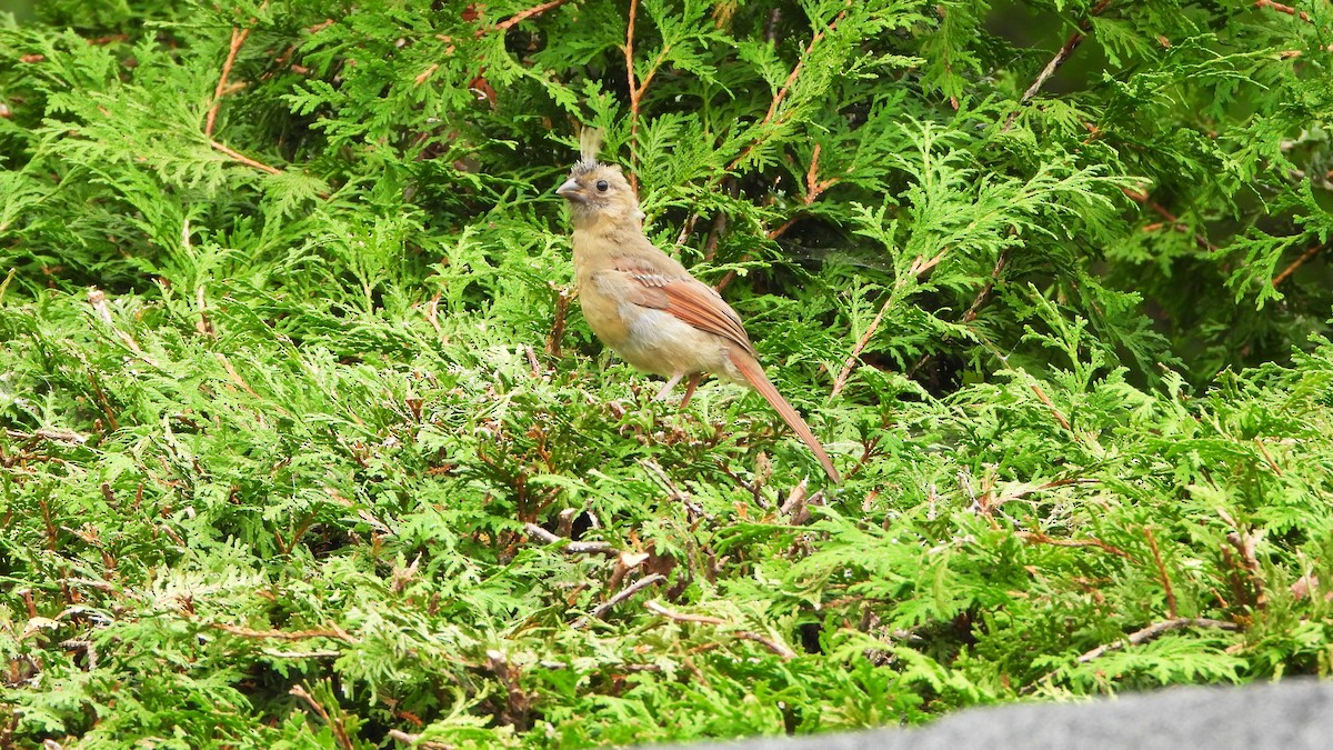 ショウジョウコウカンチョウ - ML624098955