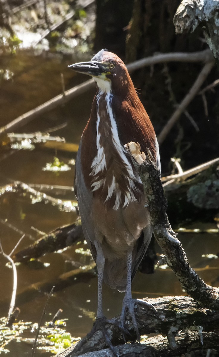 Rufescent Tiger-Heron - ML624098963