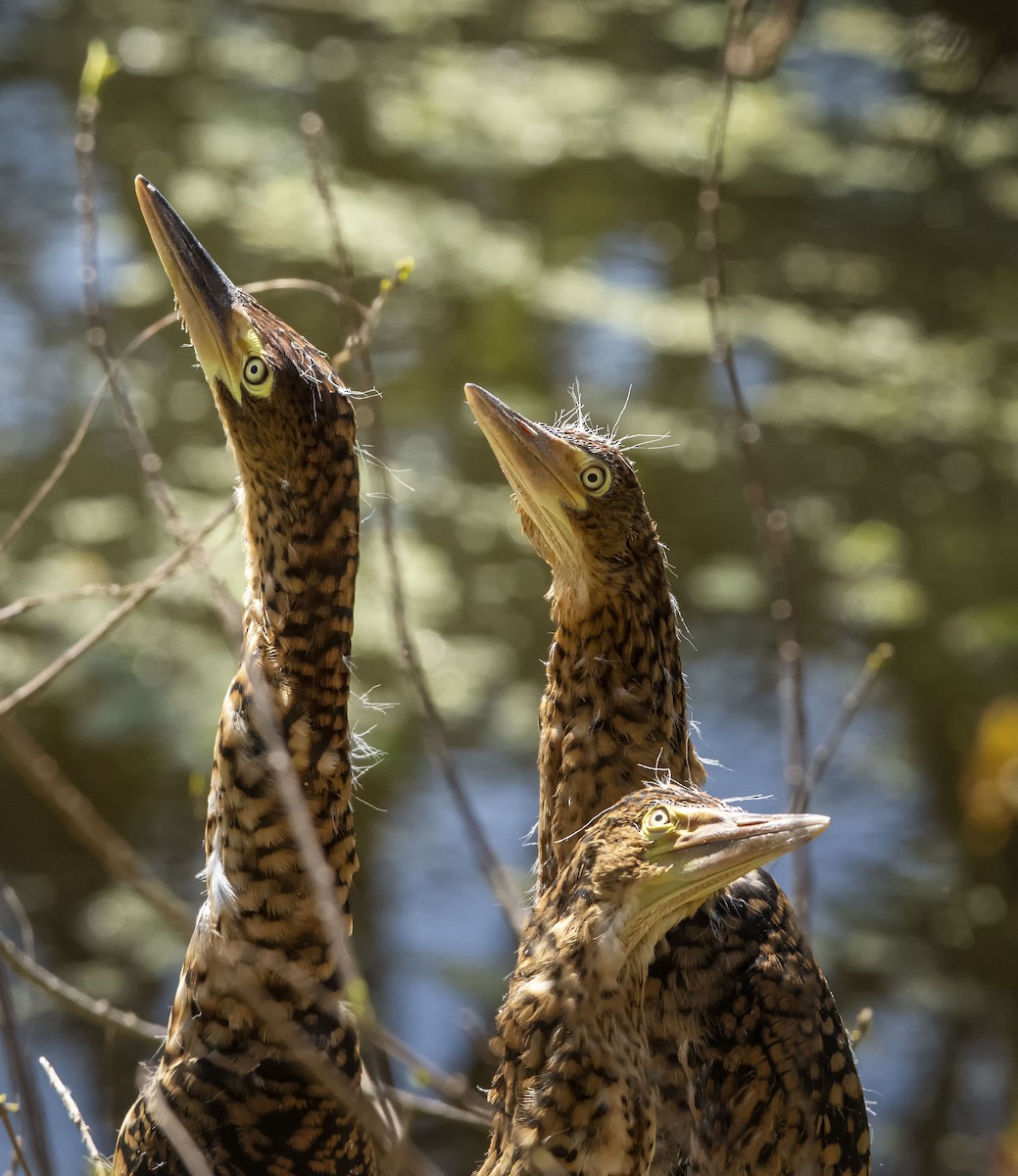 Rufescent Tiger-Heron - ML624098964