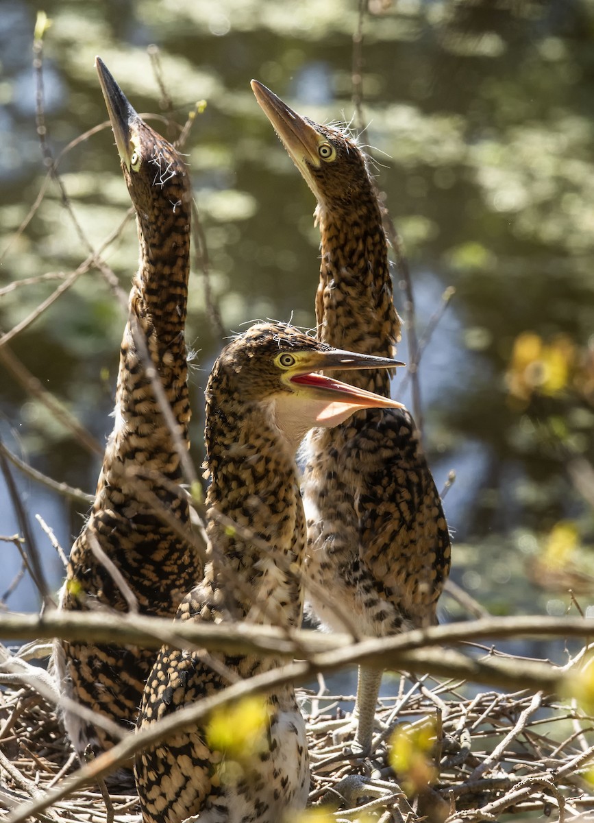 Rufescent Tiger-Heron - ML624098967