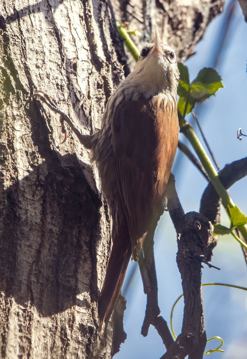Narrow-billed Woodcreeper - ML624098978