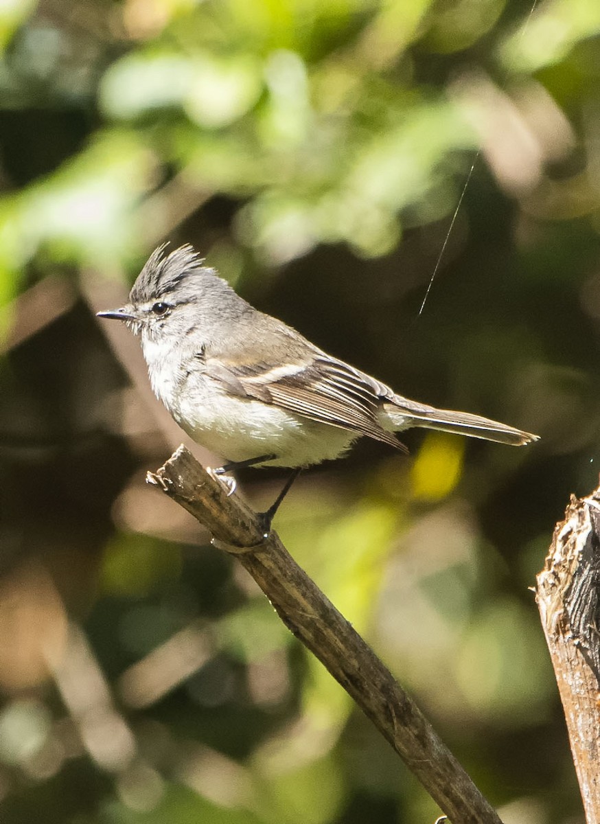 White-crested Tyrannulet - ML624098995