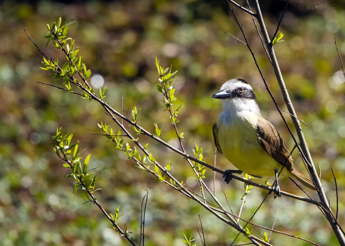 Great Kiskadee - ML624099007