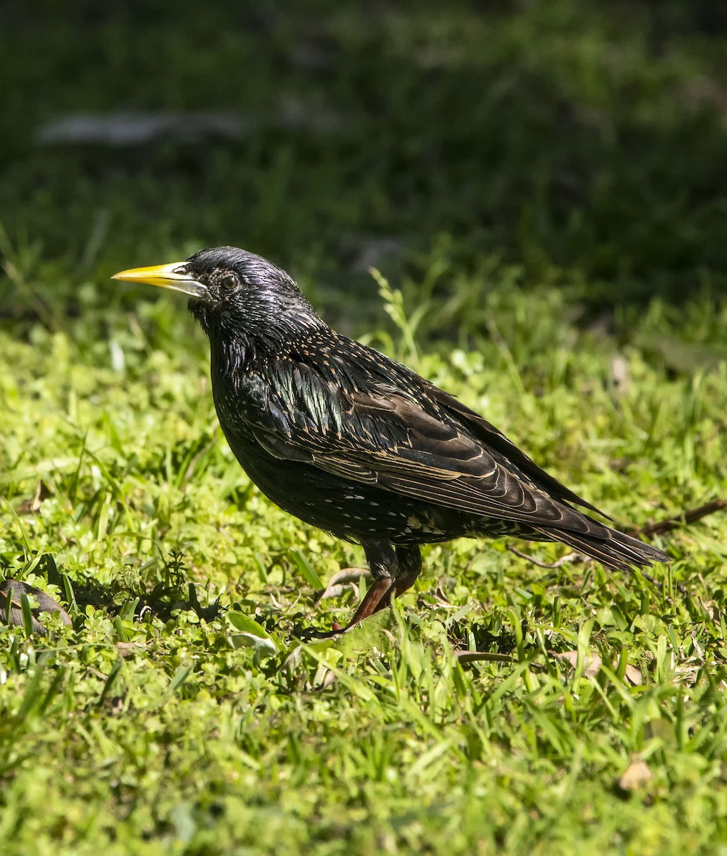 European Starling - ML624099029