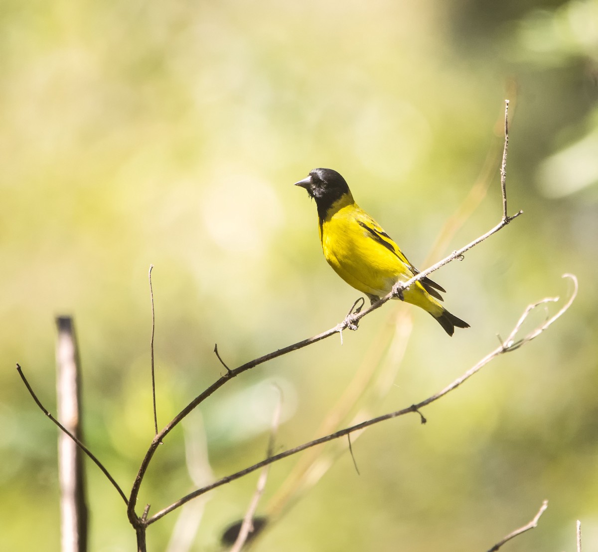 Hooded Siskin - ML624099035