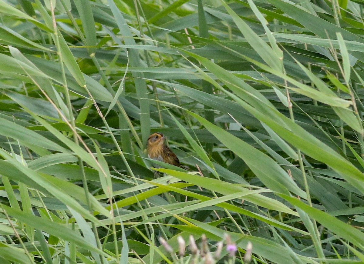 Nelson's Sparrow - ML624099037