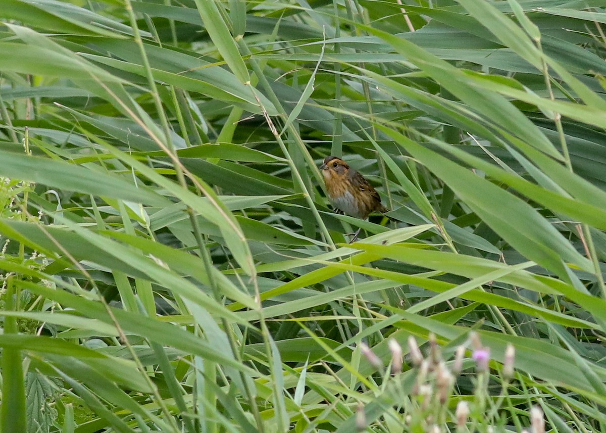 Nelson's Sparrow - Debbie Parker