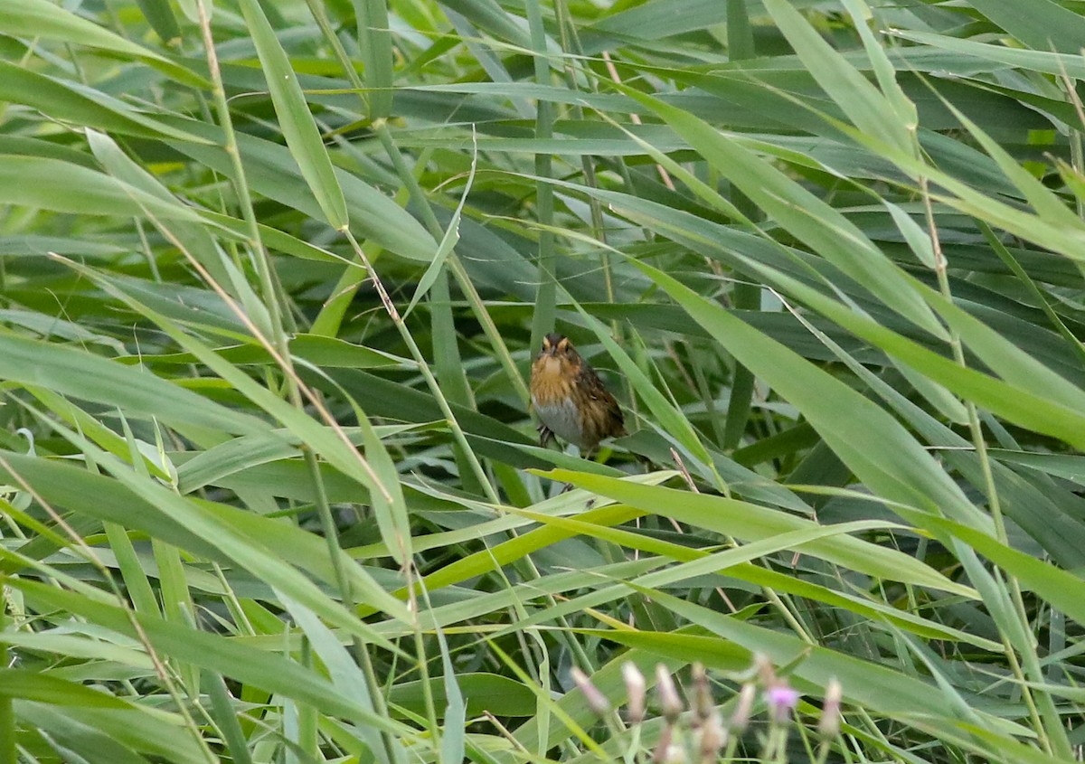 Nelson's Sparrow - ML624099039