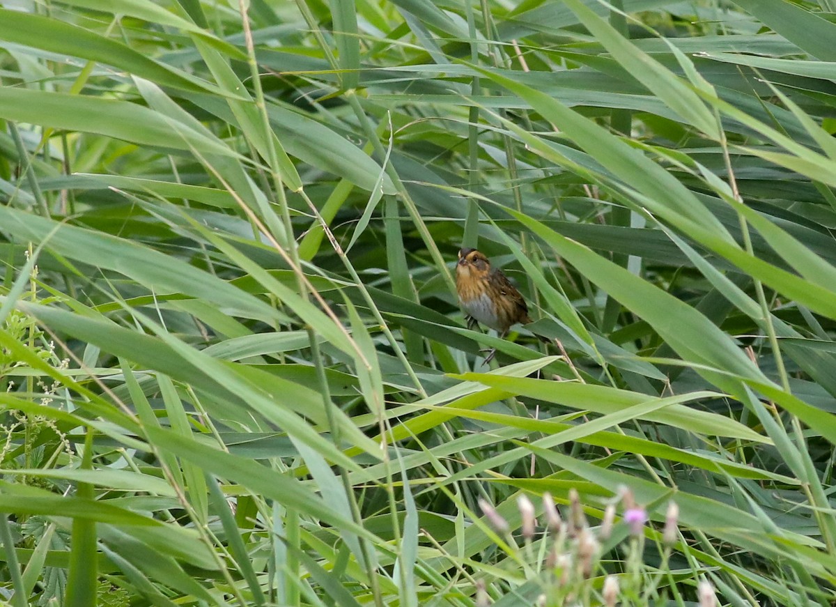 Nelson's Sparrow - ML624099040