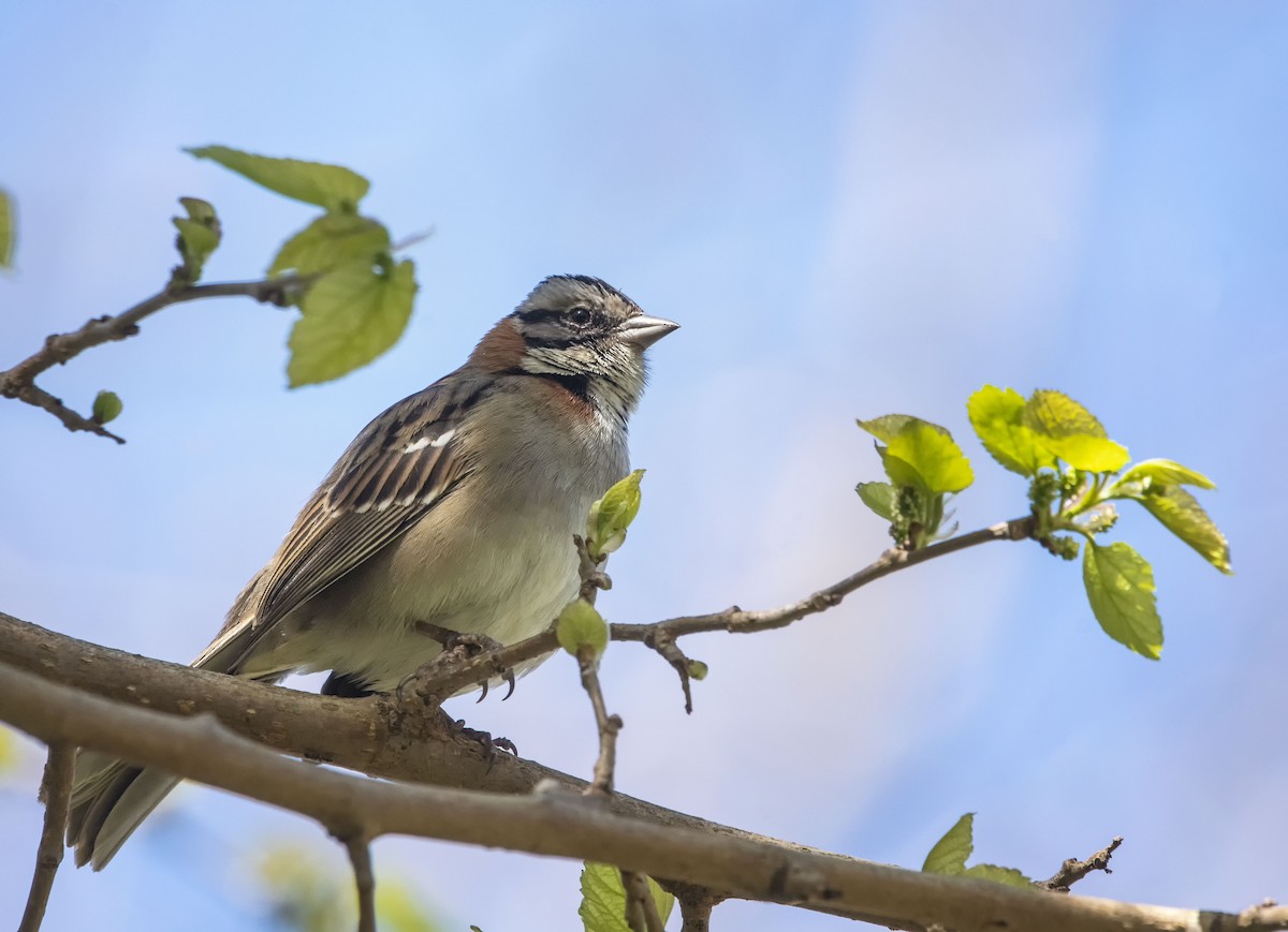 Rufous-collared Sparrow - ML624099043