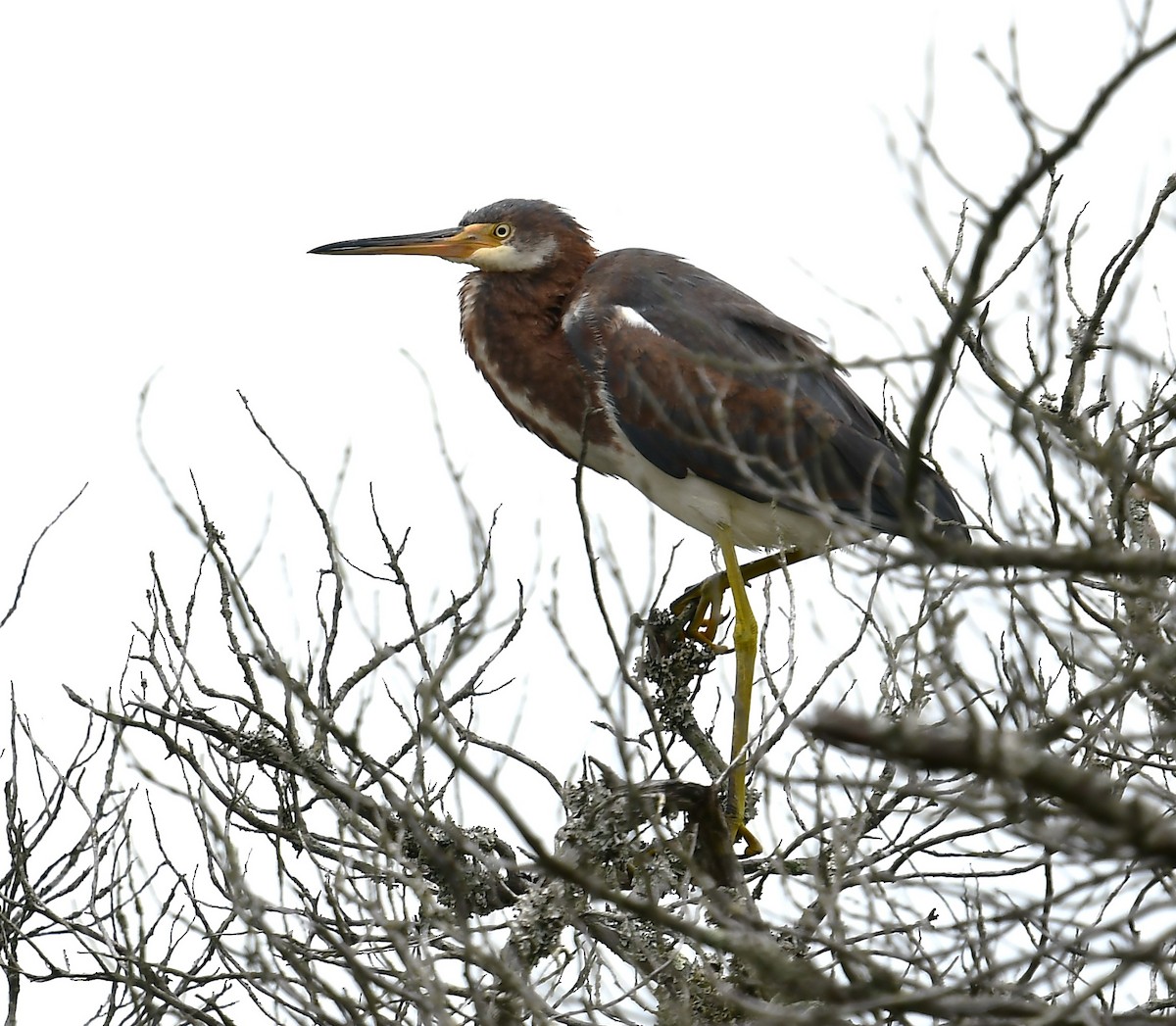 Tricolored Heron - ML624099046