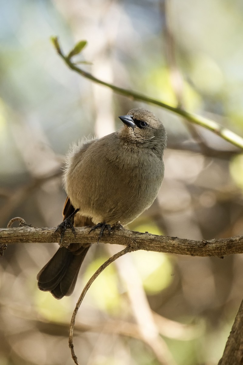 Grayish Baywing - ML624099049