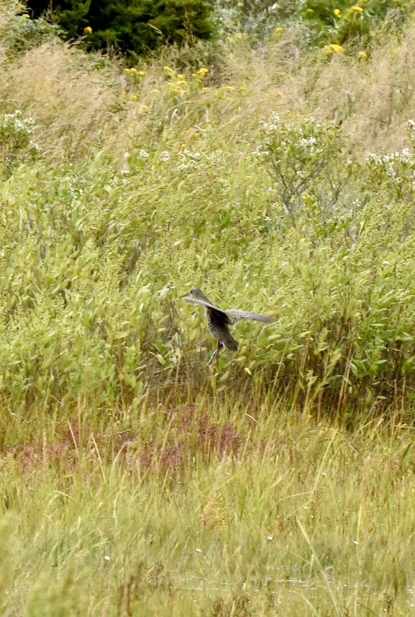 Clapper Rail - ML624099139